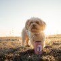 happy-move-produkt-hund
